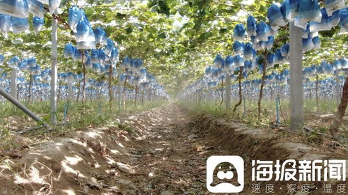 獨立調查 陽光玫瑰價格滑坡背后的技術革新與市場挑戰